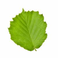Noisetier - feuille (Coryllus avellana)